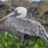  Galapagos